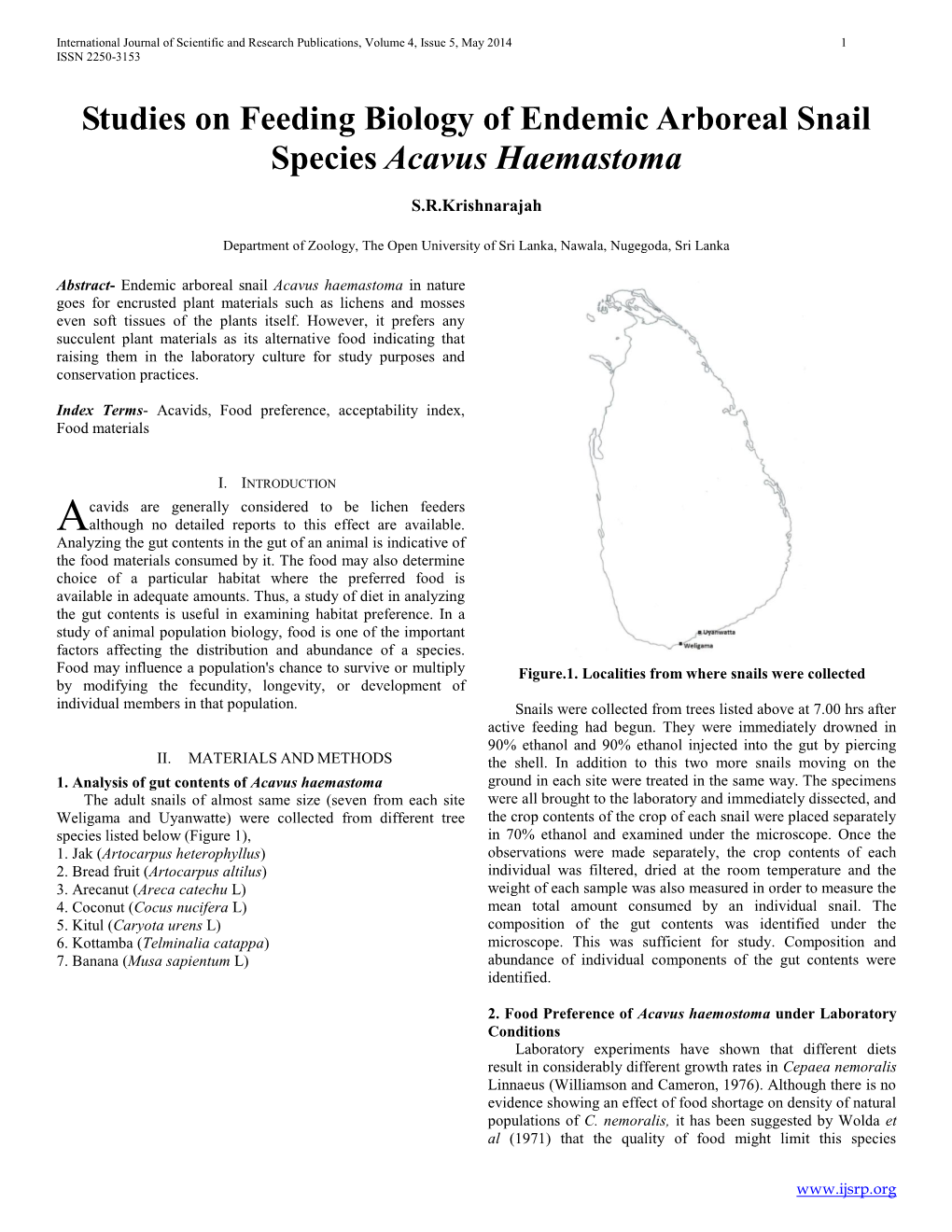 Acavus Haemastoma