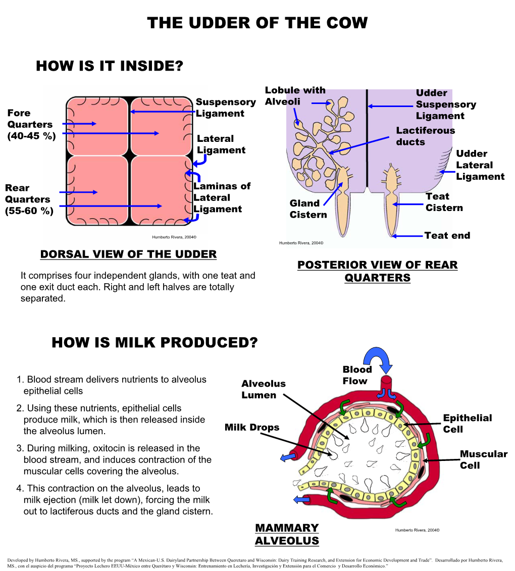 The Udder of the Cow