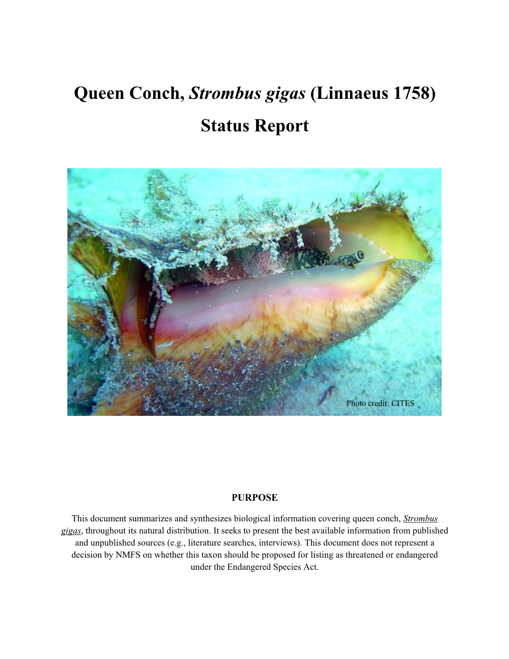 Queen Conch, Strombus Gigas (Linnaeus 1758) Status Report