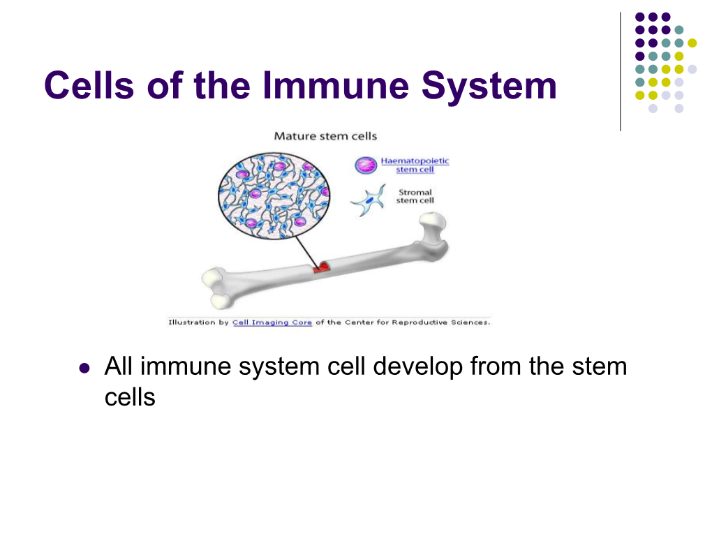 Cells of the Immune System