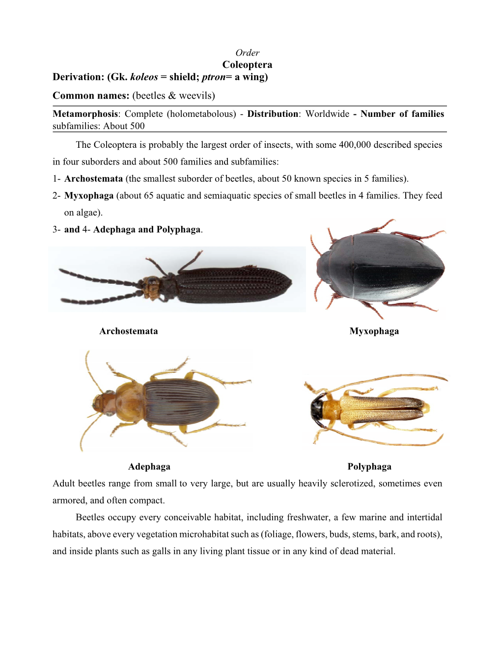 Coleoptera Derivation: (Gk. Koleos = Shield; Ptron= a Wing) Common Names: (Beetles & Weevils)
