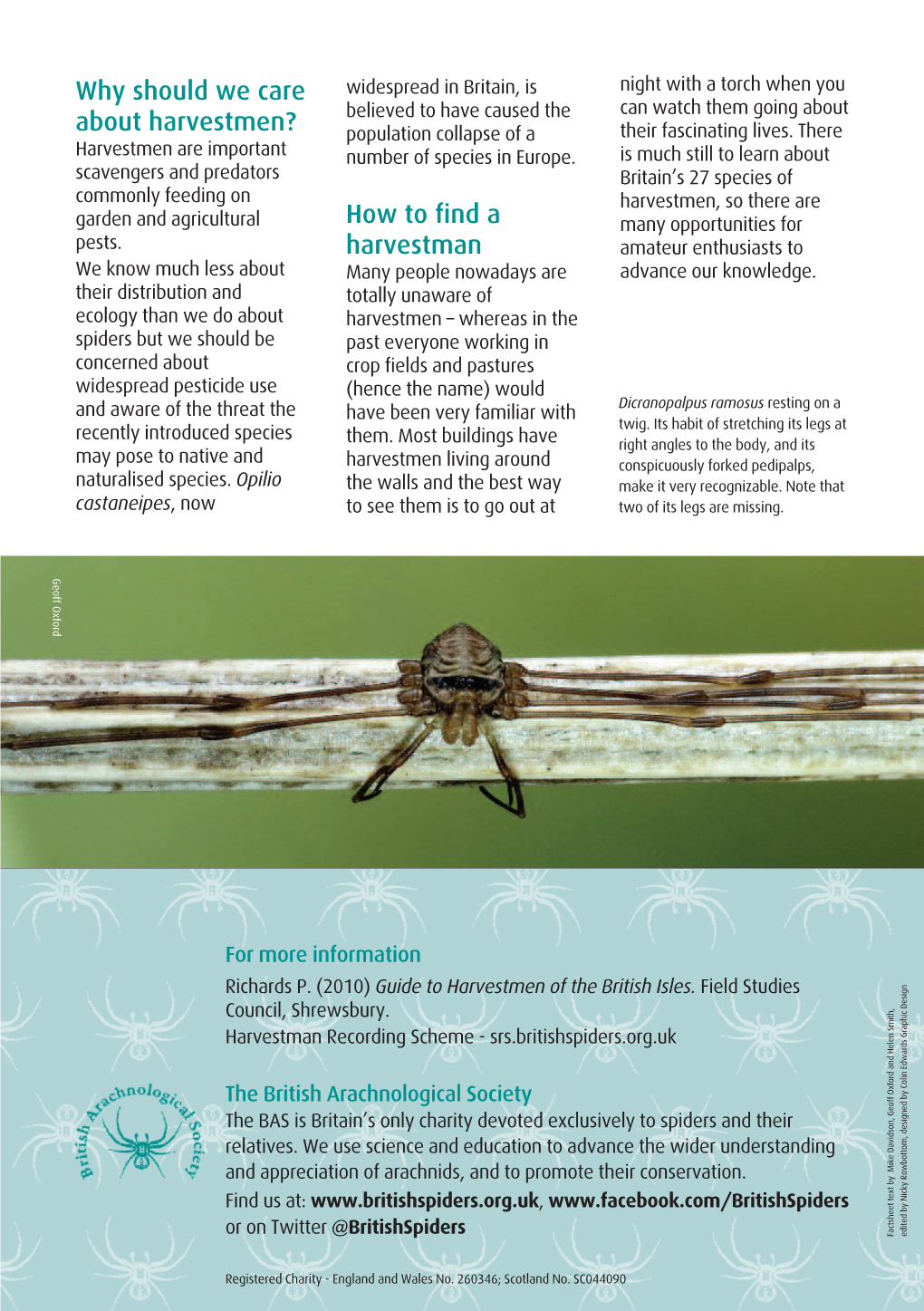 How to Find a Harvestman