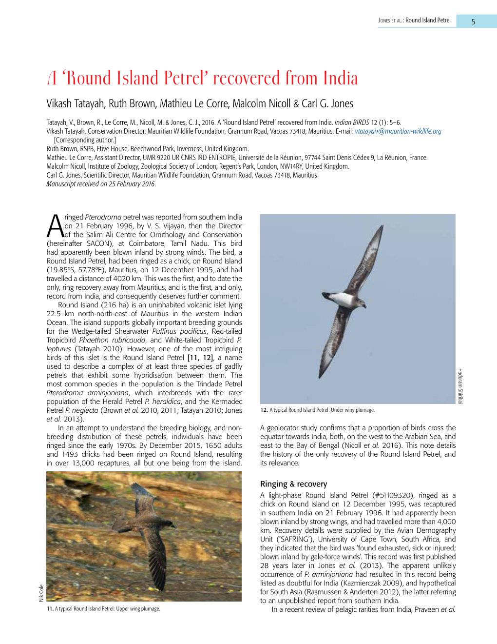 A 'Round Island Petrel'