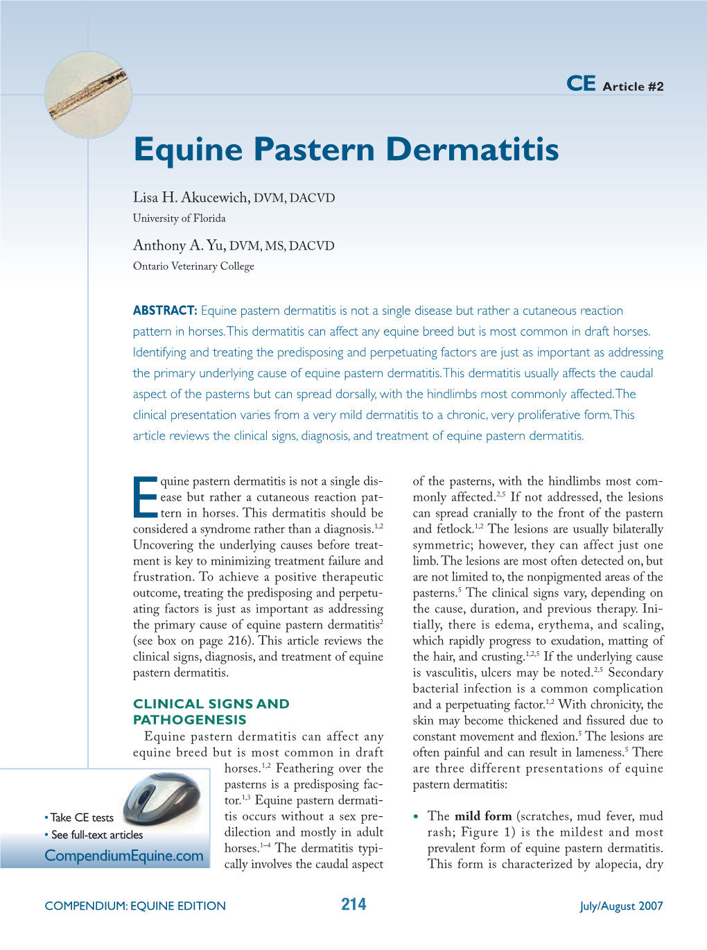 Equine Pastern Dermatitis