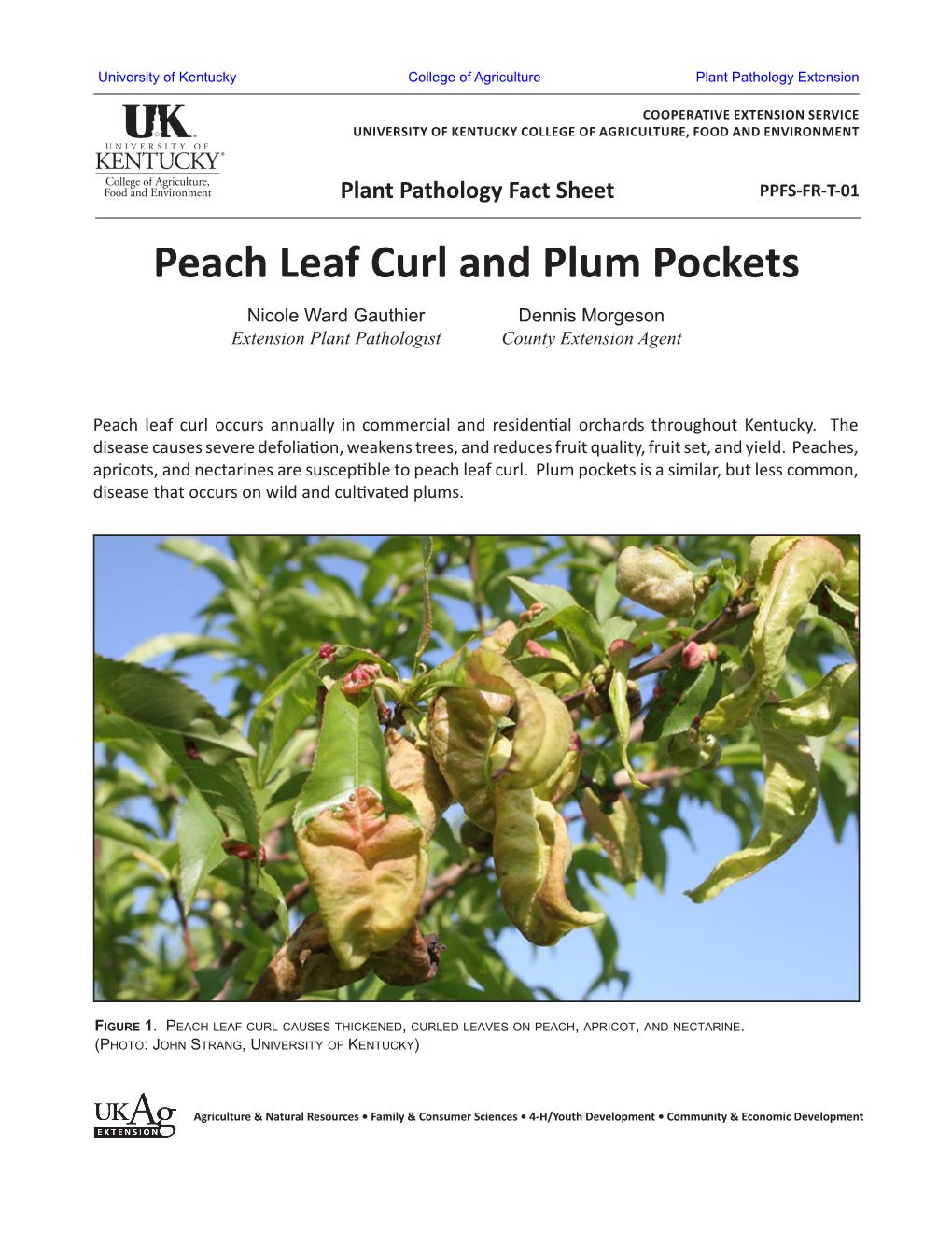 Peach Leaf Curl and Plum Pockets Nicole Ward Gauthier Dennis Morgeson Extension Plant Pathologist County Extension Agent