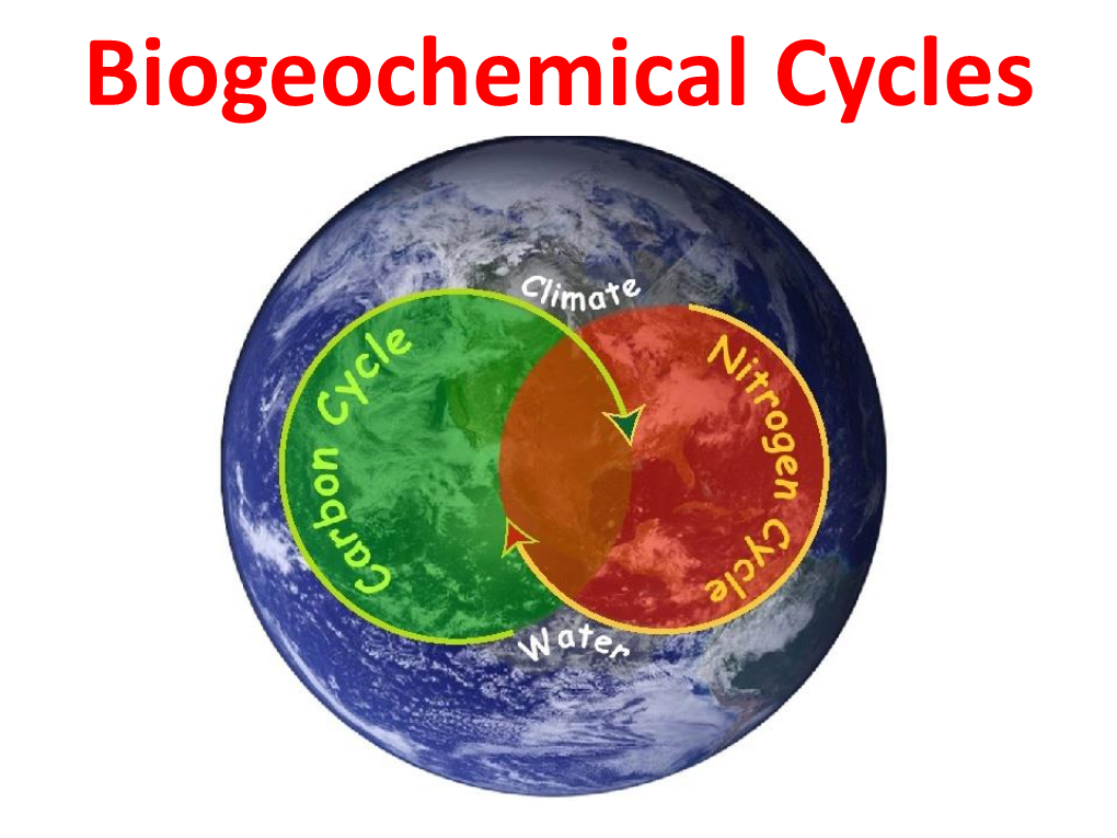 Oxygen Cycle