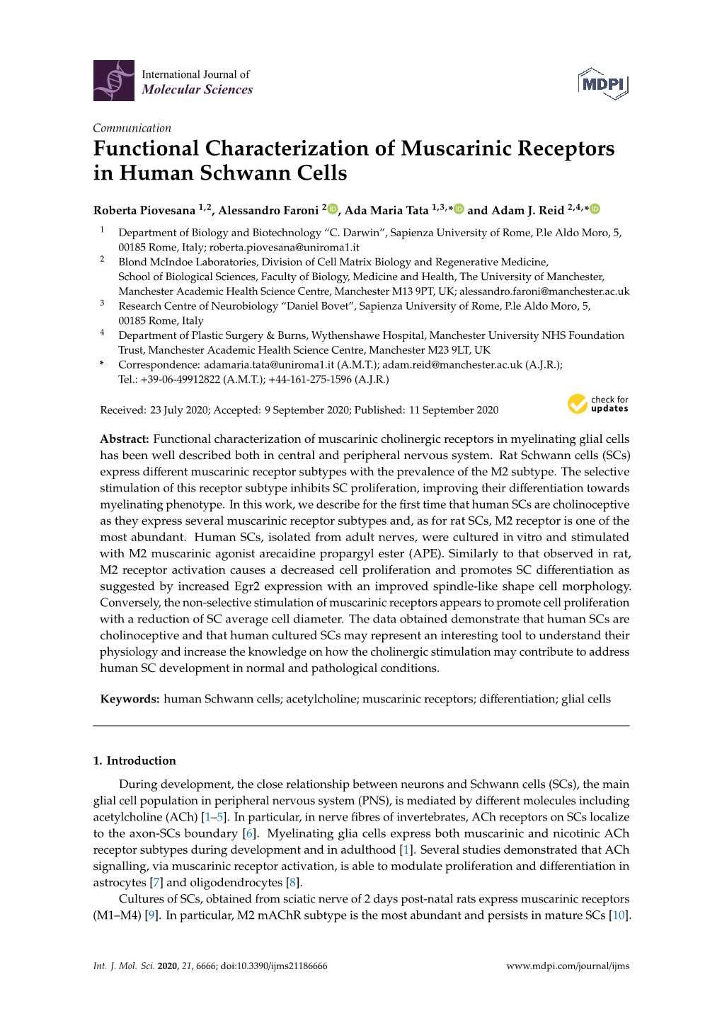 Functional Characterization of Muscarinic Receptors in Human Schwann Cells