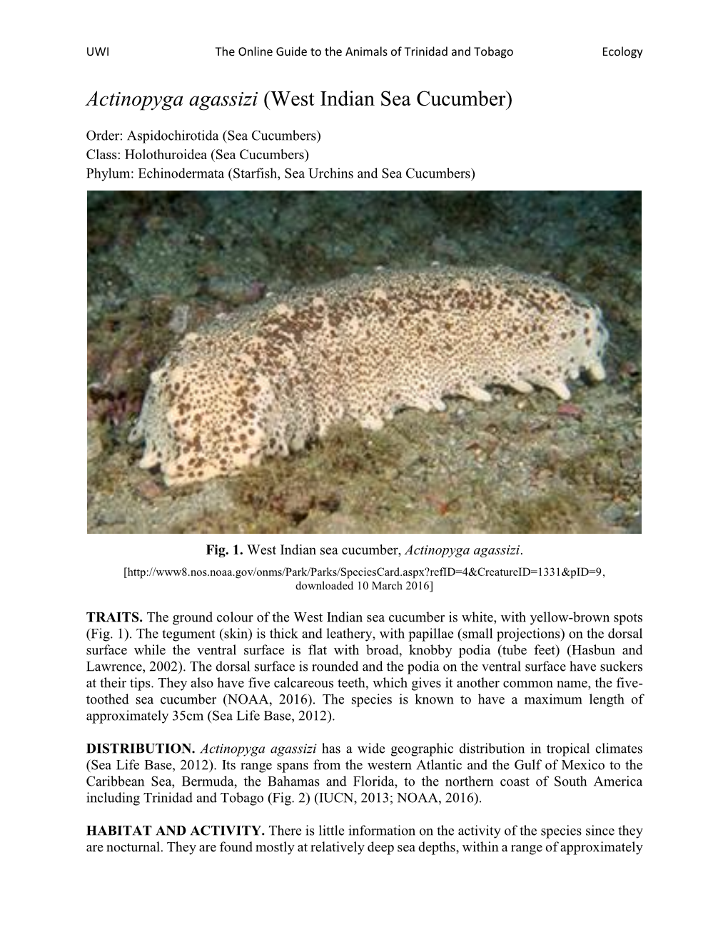 Actinopyga Agassizi (West Indian Sea Cucumber)