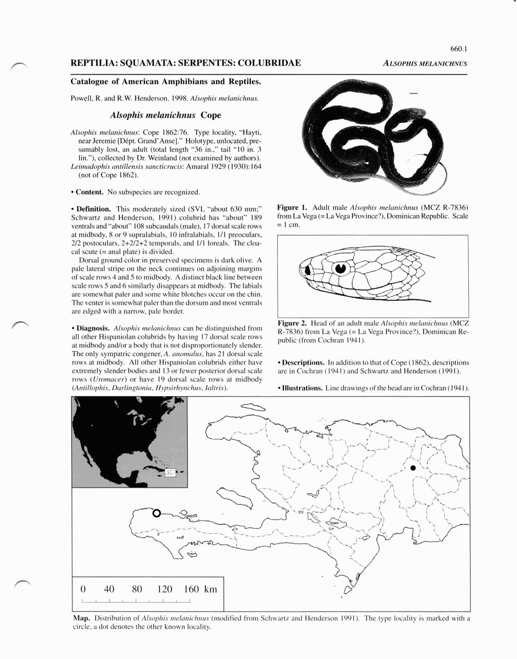 REPTILIA: SQUAMATA: SERPENTES: COLUBRIDAE Alsophis Melanichnus Cope