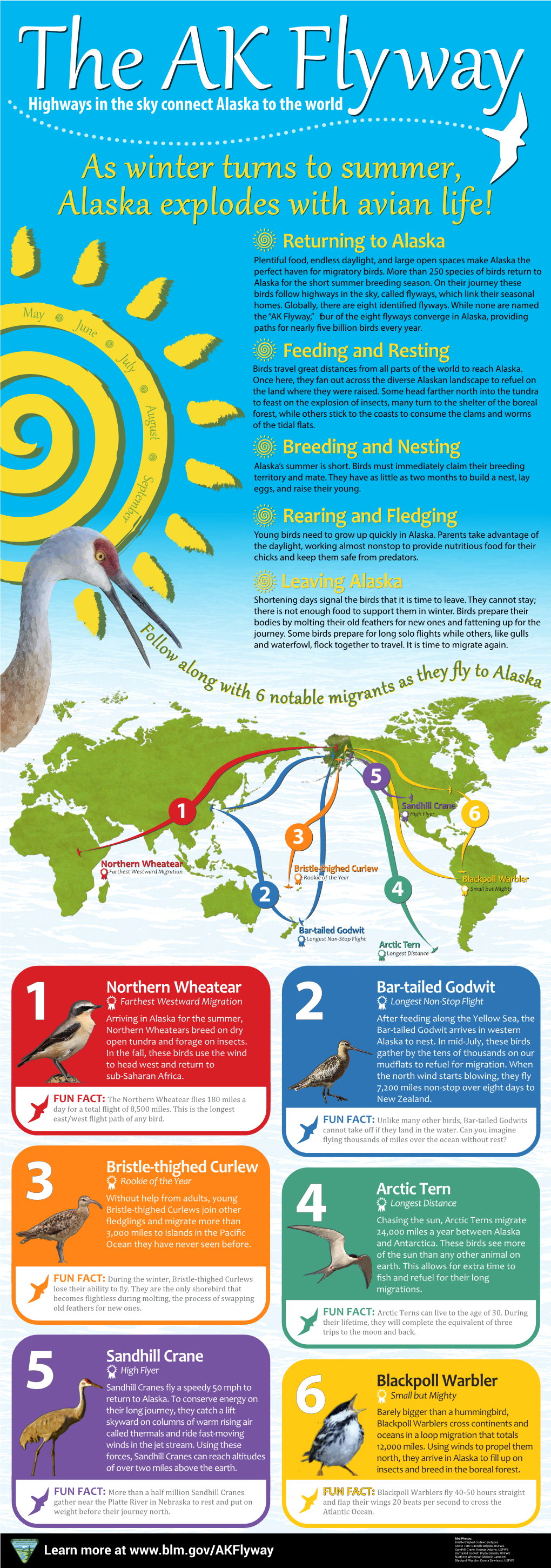 The AK Flyway Infographic