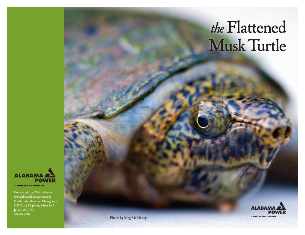 Theflattened Musk Turtle