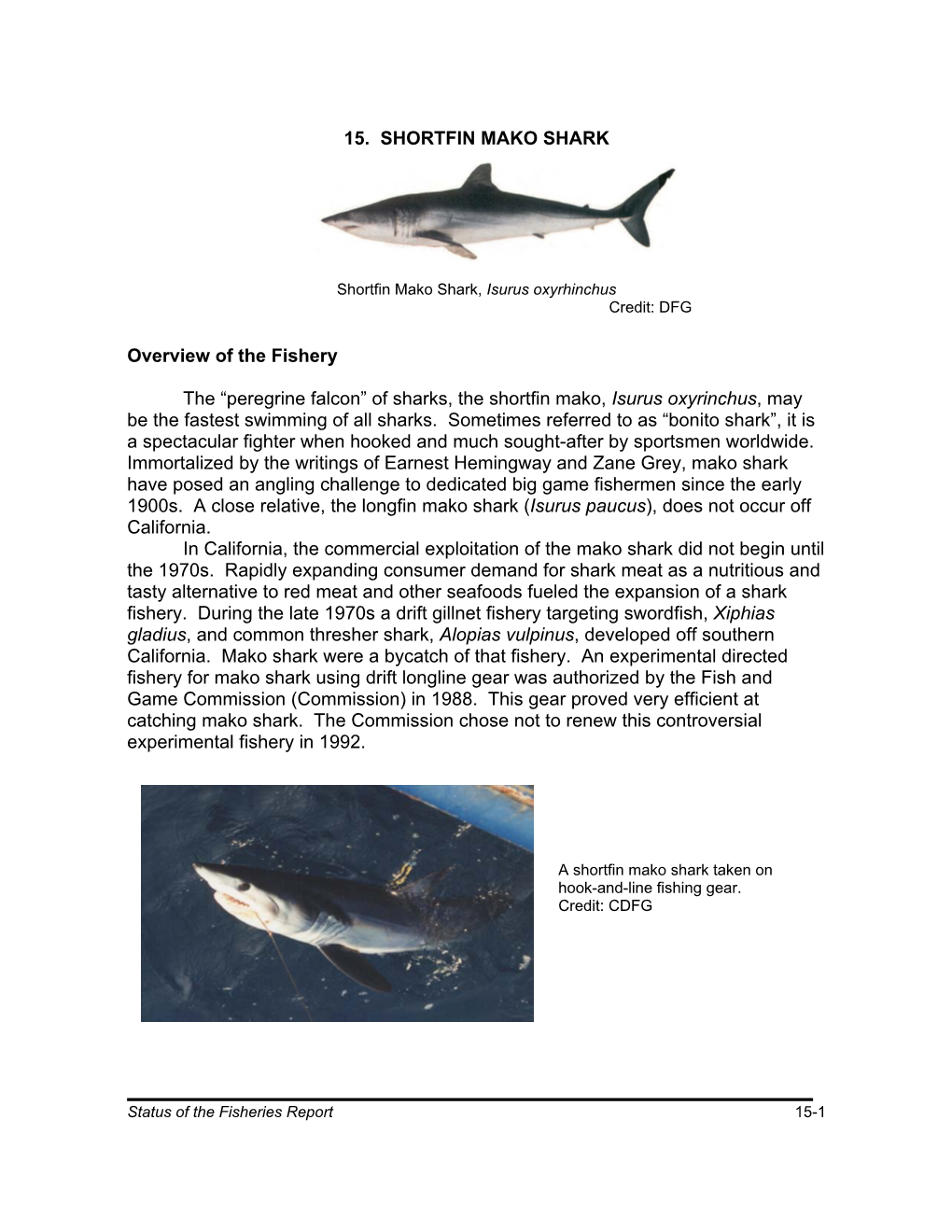 15. Shortfin Mako Shark