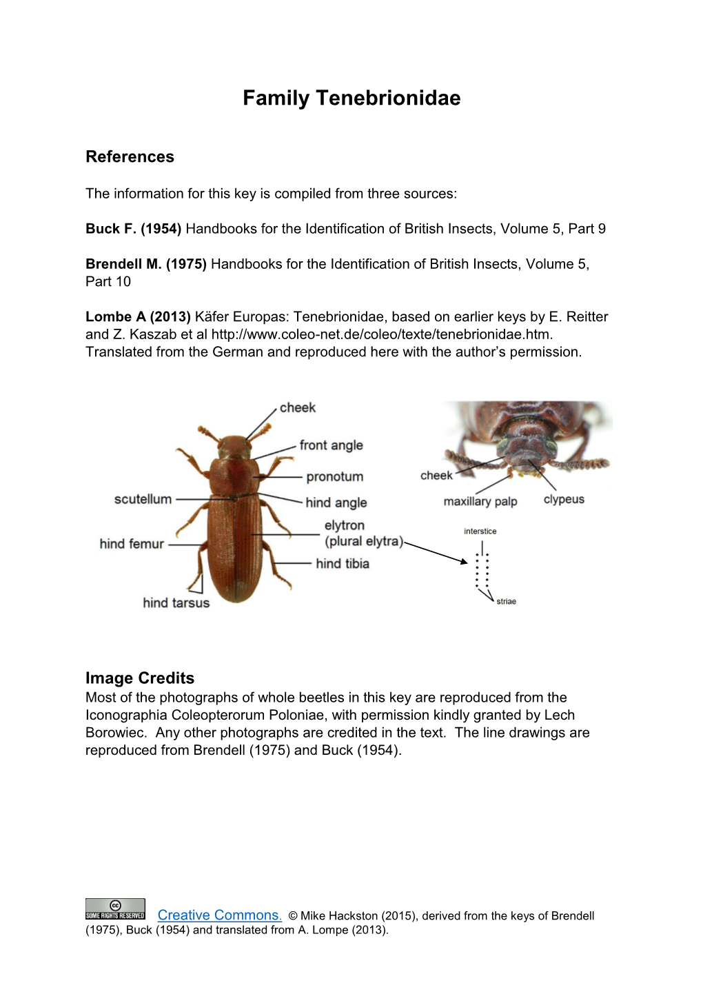 Family Tenebrionidae