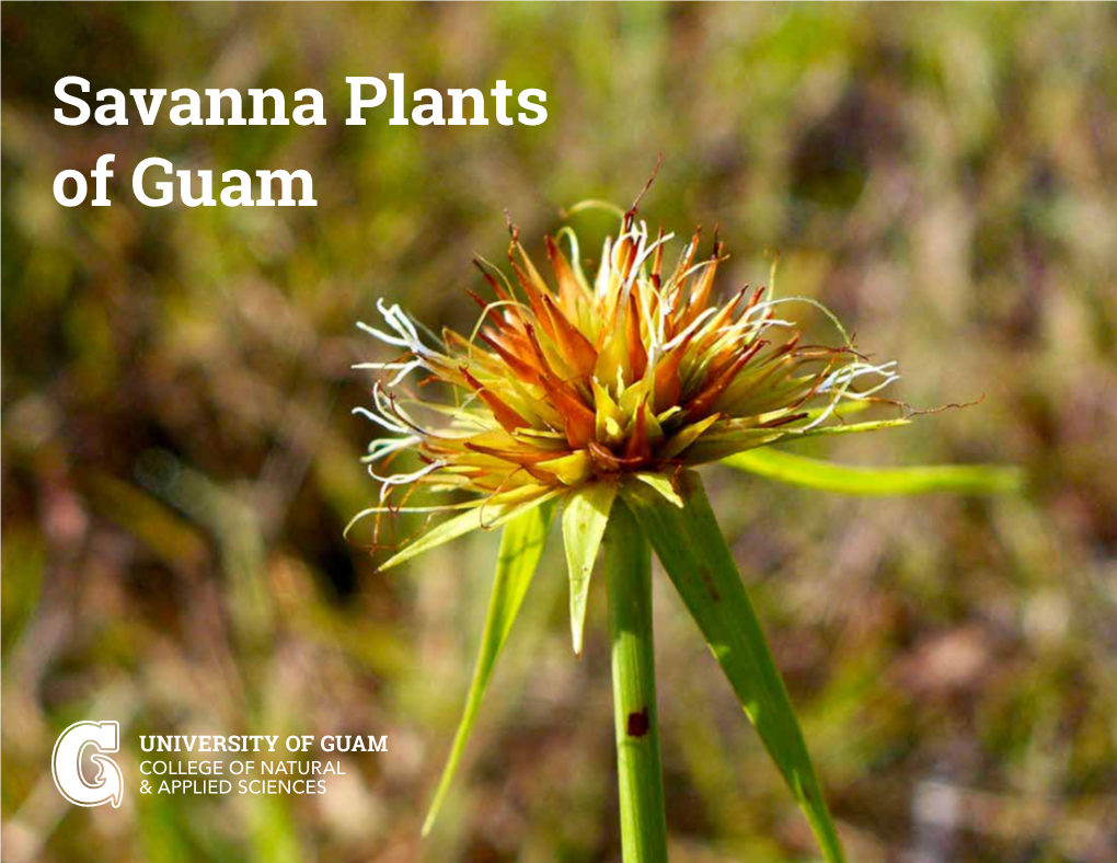 Savanna Plants of Guam Hedyotis Megalantha Star Violet