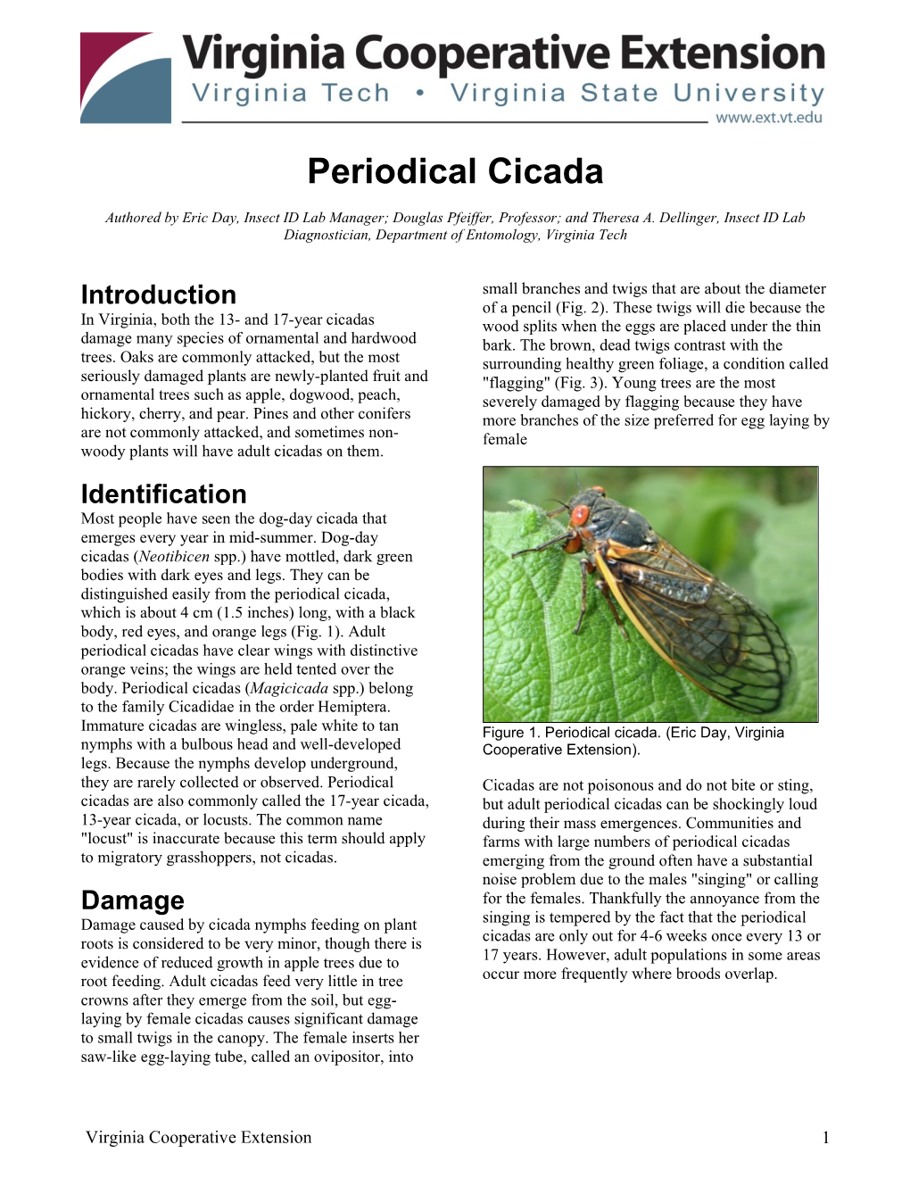 Periodical Cicada