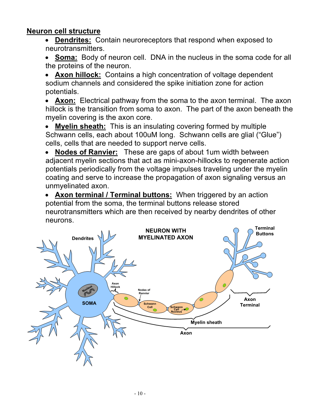 Neuron Cell Structure • Dendrites: Contain Neuroreceptors That Respond When Exposed to Neurotransmitters