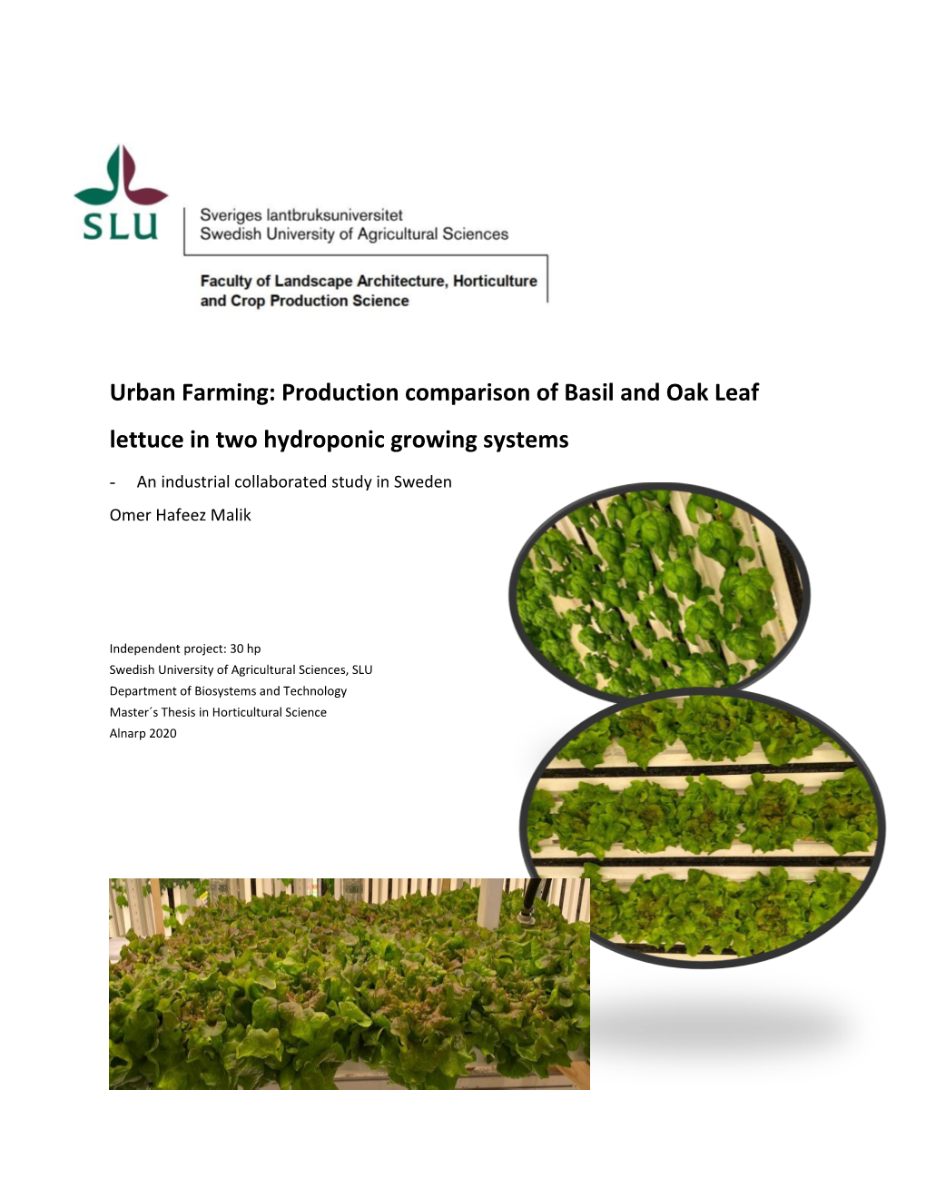 Urban Farming: Production Comparison of Basil and Oak Leaf Lettuce in Two Hydroponic Growing Systems