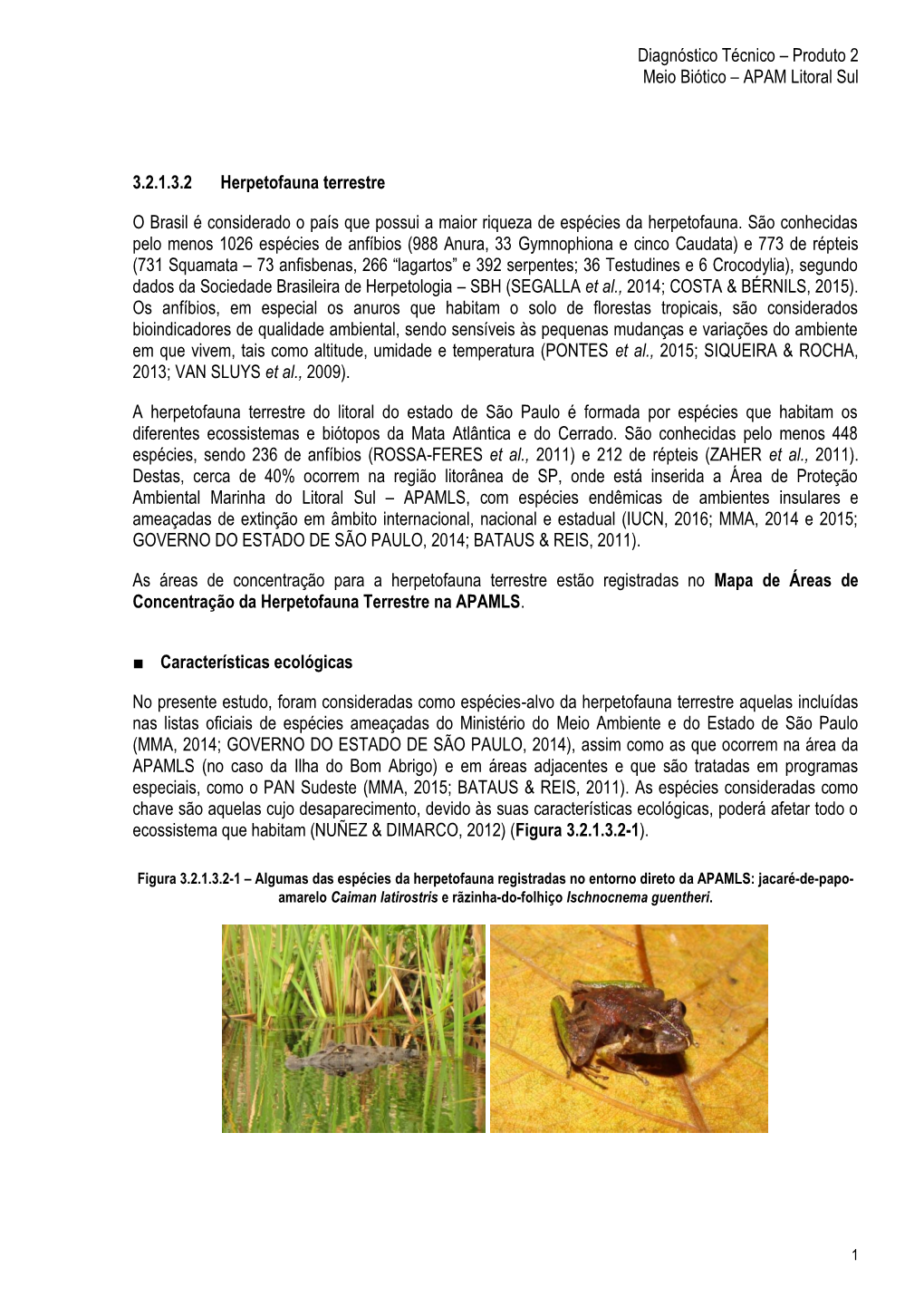 Herpetofauna Terrestre