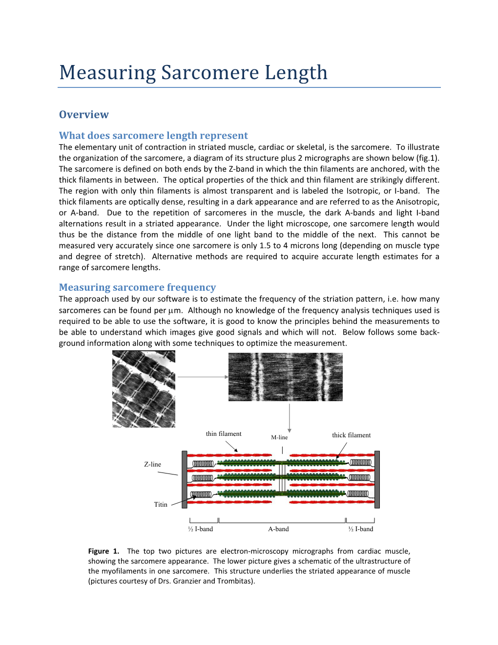 Measuring Sarcomere Length