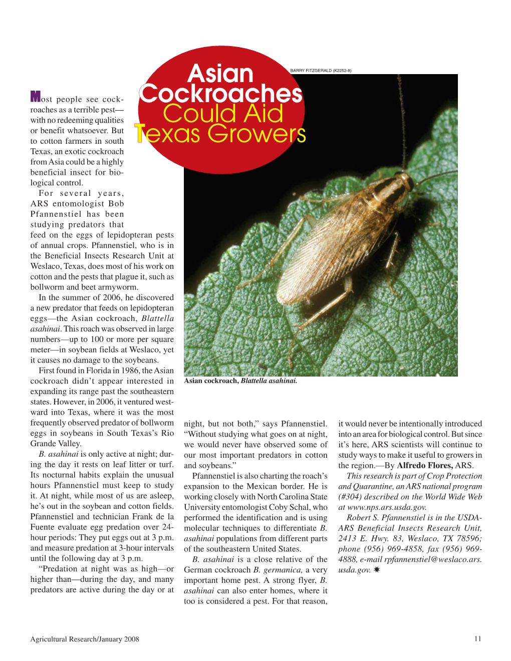 Asian Cockroaches Could Aid Texas Growers