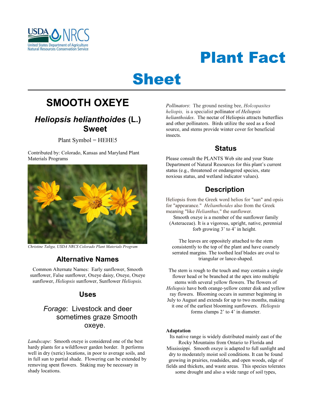 False Sunflower (Heliopsis Helianthoides) Plant Fact Sheet