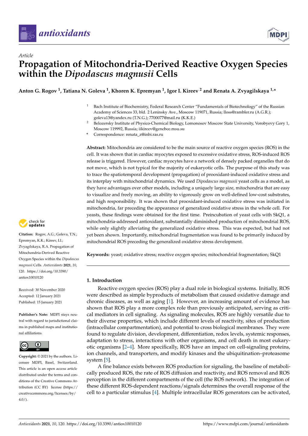 Propagation of Mitochondria-Derived Reactive Oxygen Species Within the Dipodascus Magnusii Cells