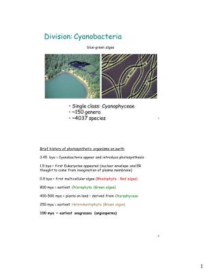 Division: Cyanobacteria