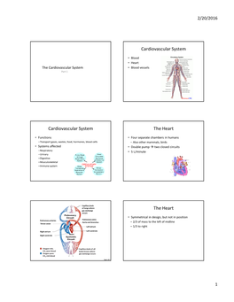 Cardiovascular System Cardiovascular System the Heart