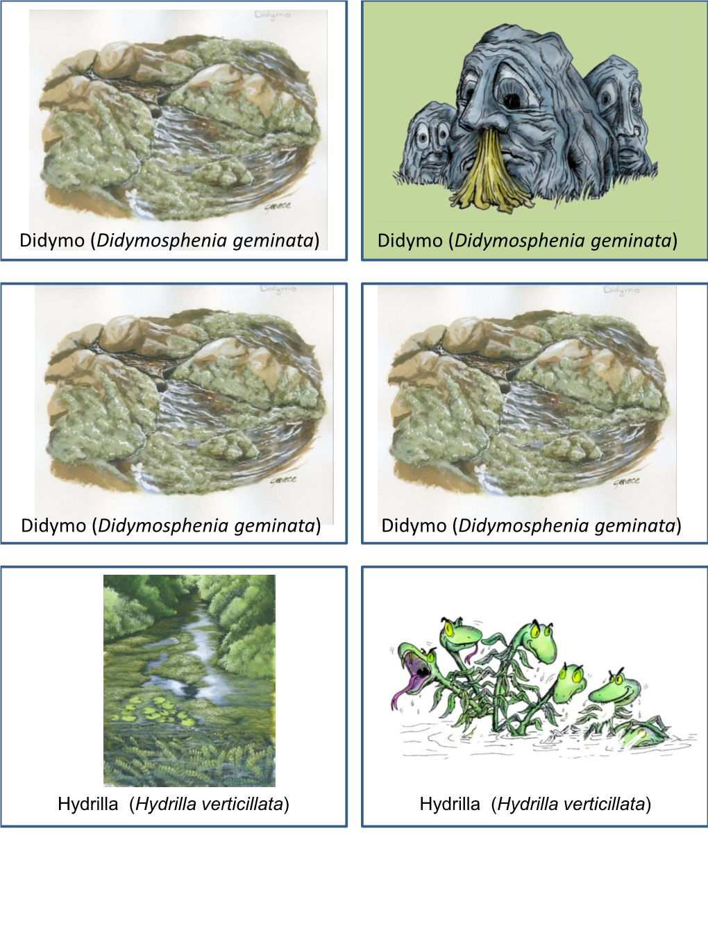 Didymosphenia Geminata) Didymo (Didymosphenia Geminata