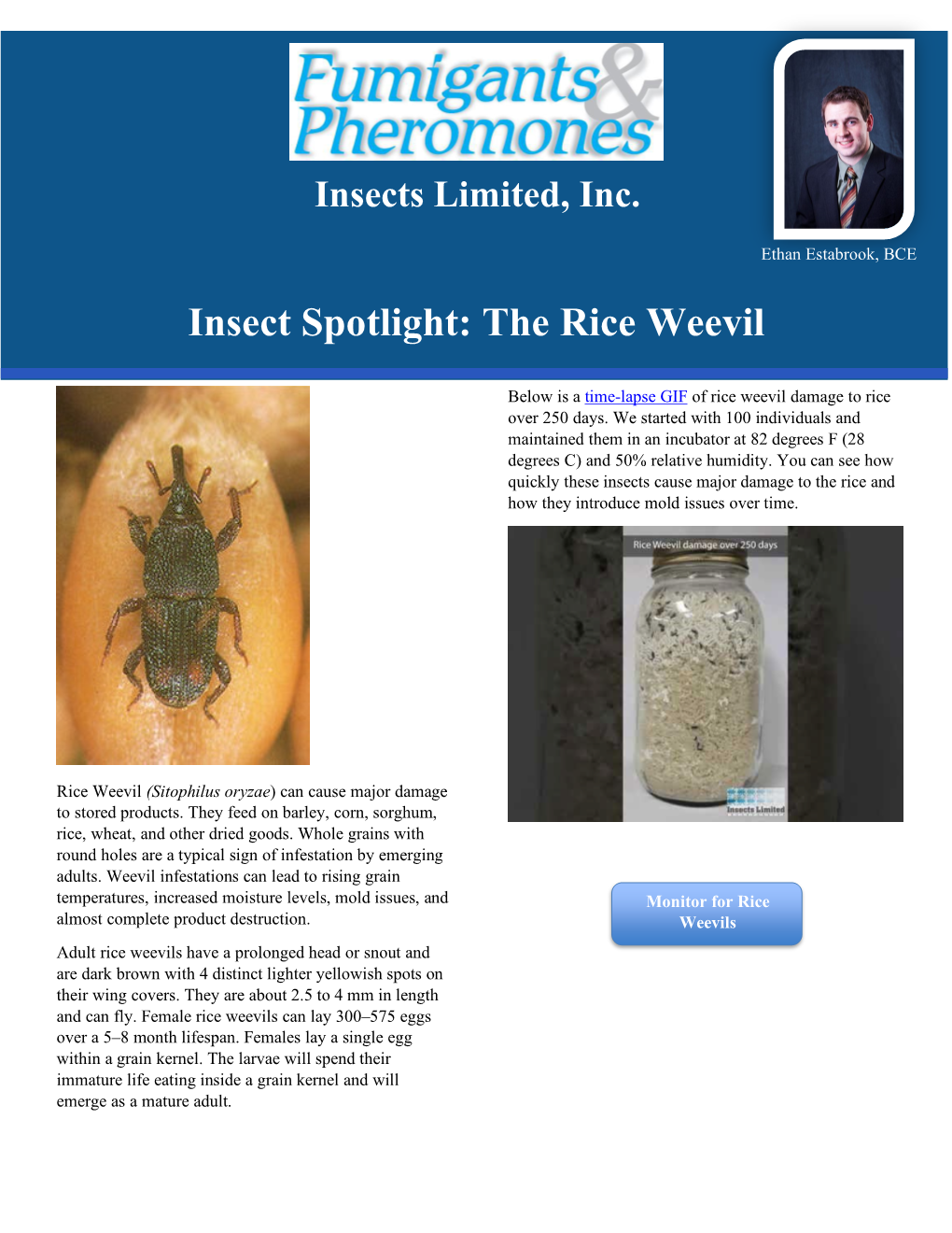 Insect Spotlight: the Rice Weevil