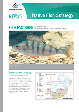Fish Factsheet: Redfin Perch