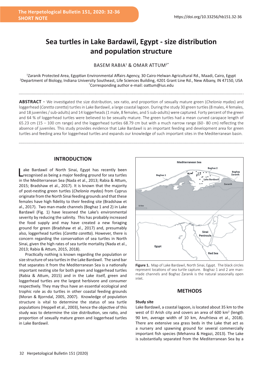 Sea Turtles in Lake Bardawil, Egypt - Size Distribution and Population Structure