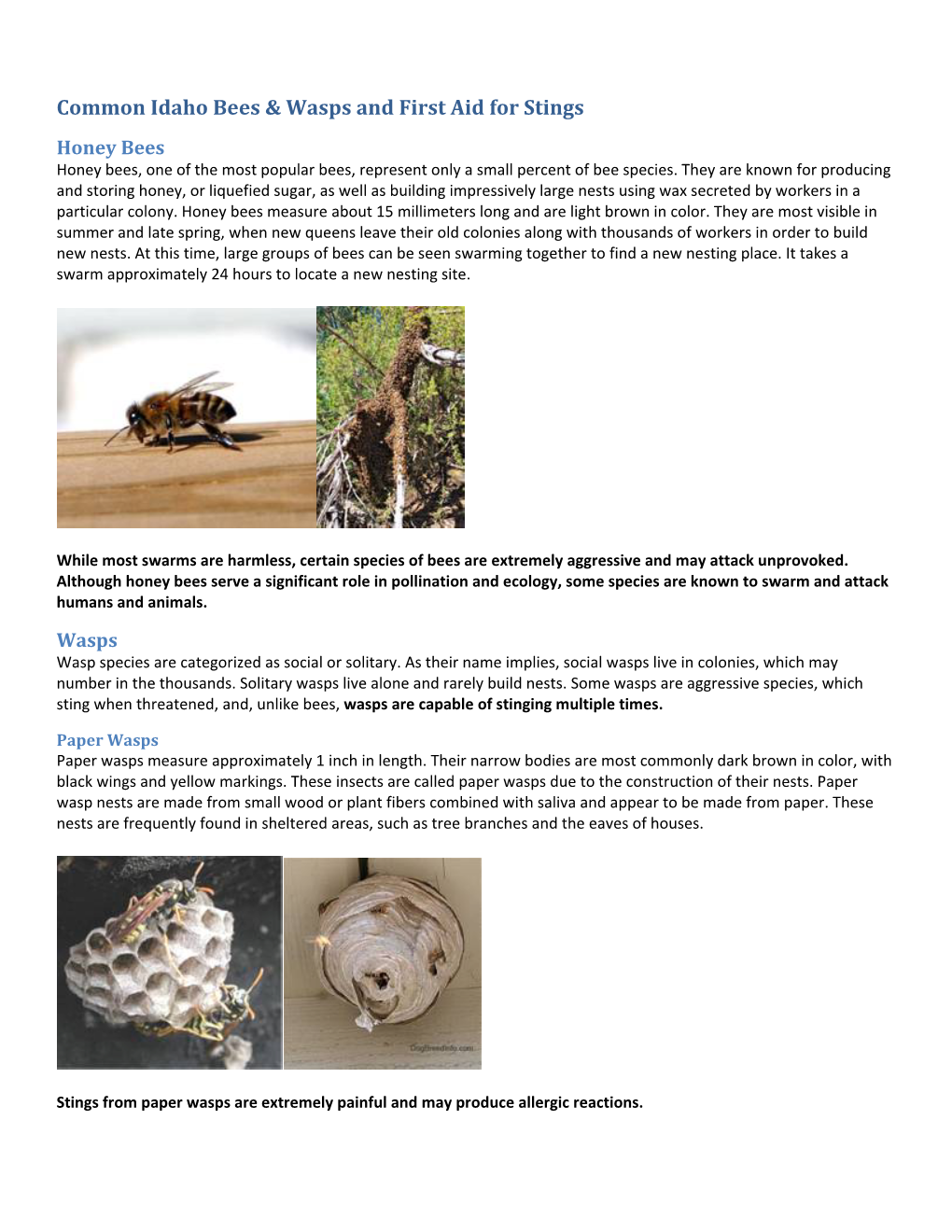 Common Idaho Bees & Wasps and First Aid for Stings