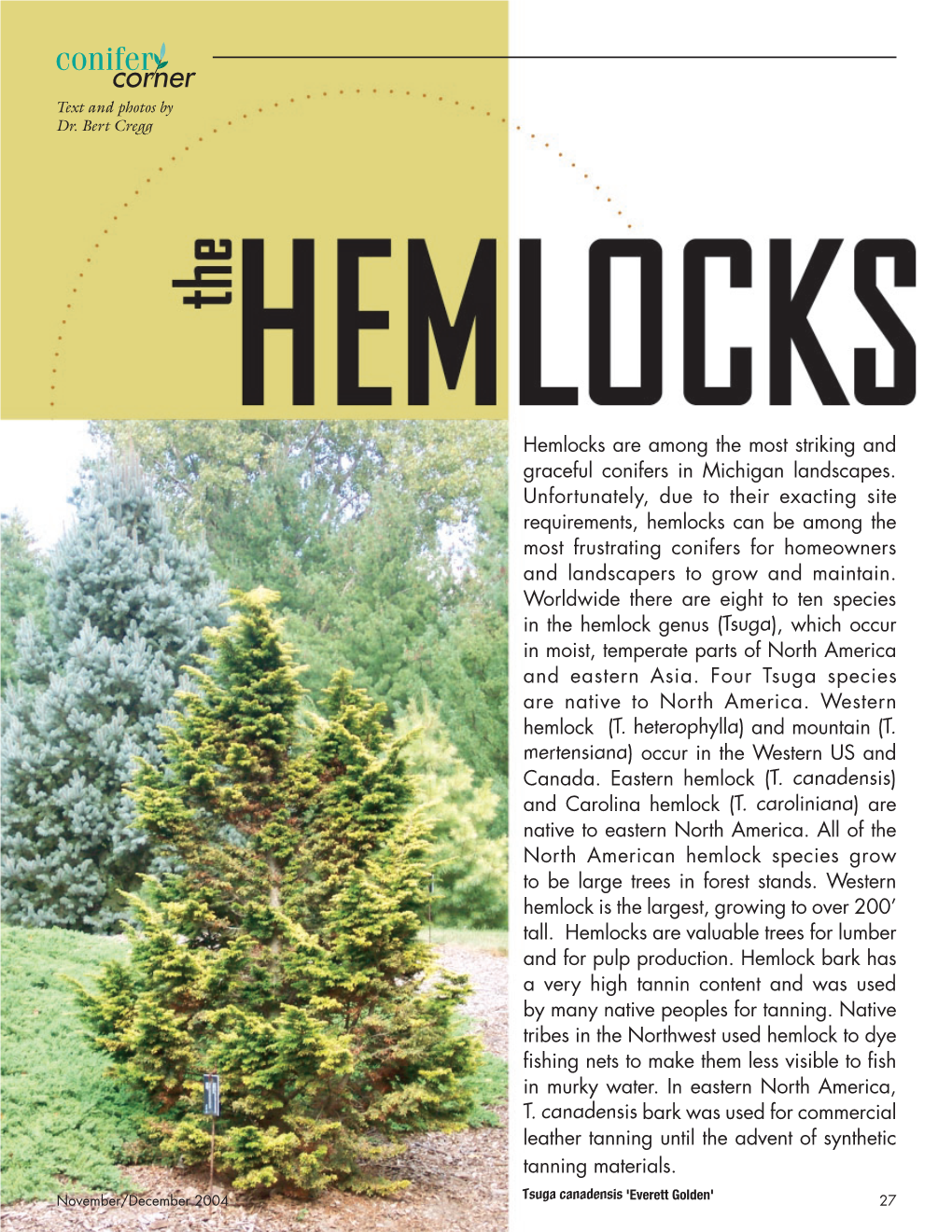 Hemlocks Are Among the Most Striking and Graceful Conifers in Michigan Landscapes