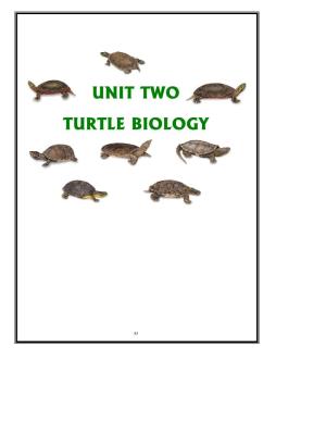 Unit Two: Turtle Biology