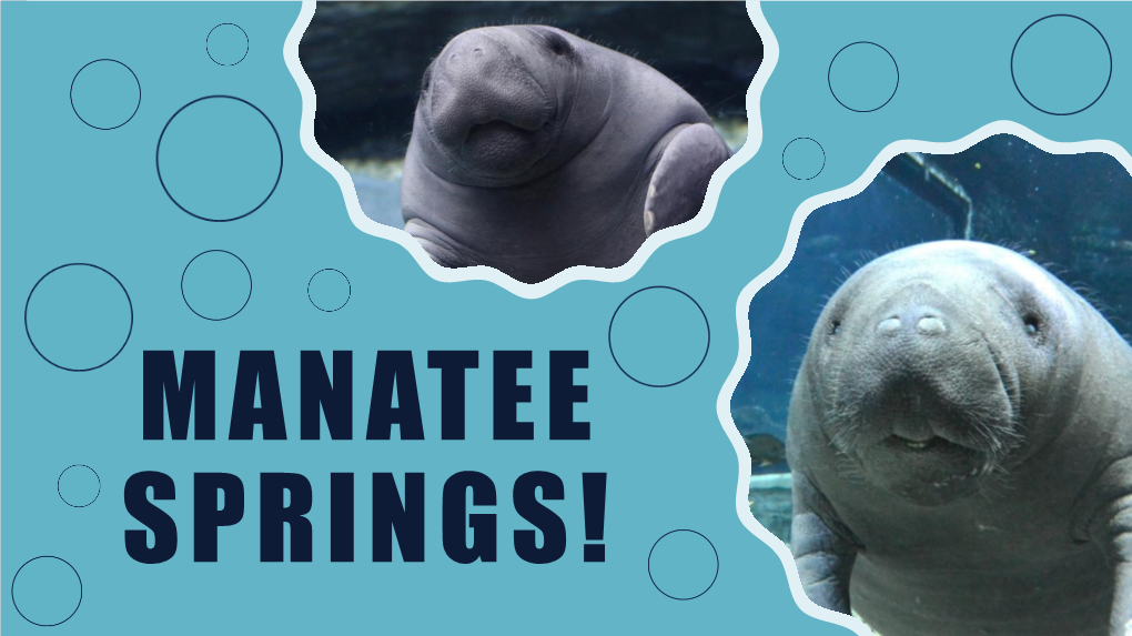 MANATEE SPRINGS! WHAT IS a MANATEE? Manatees, and the Closely Related Dugong, Are a Taxonomical Order of Large, Herbivorous, Aquatic Mammals