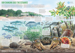 OUR CHANGING GULF: the ESTUARIES Our Much Loved Hauraki Gulf Is in a Slow but Steady Decline