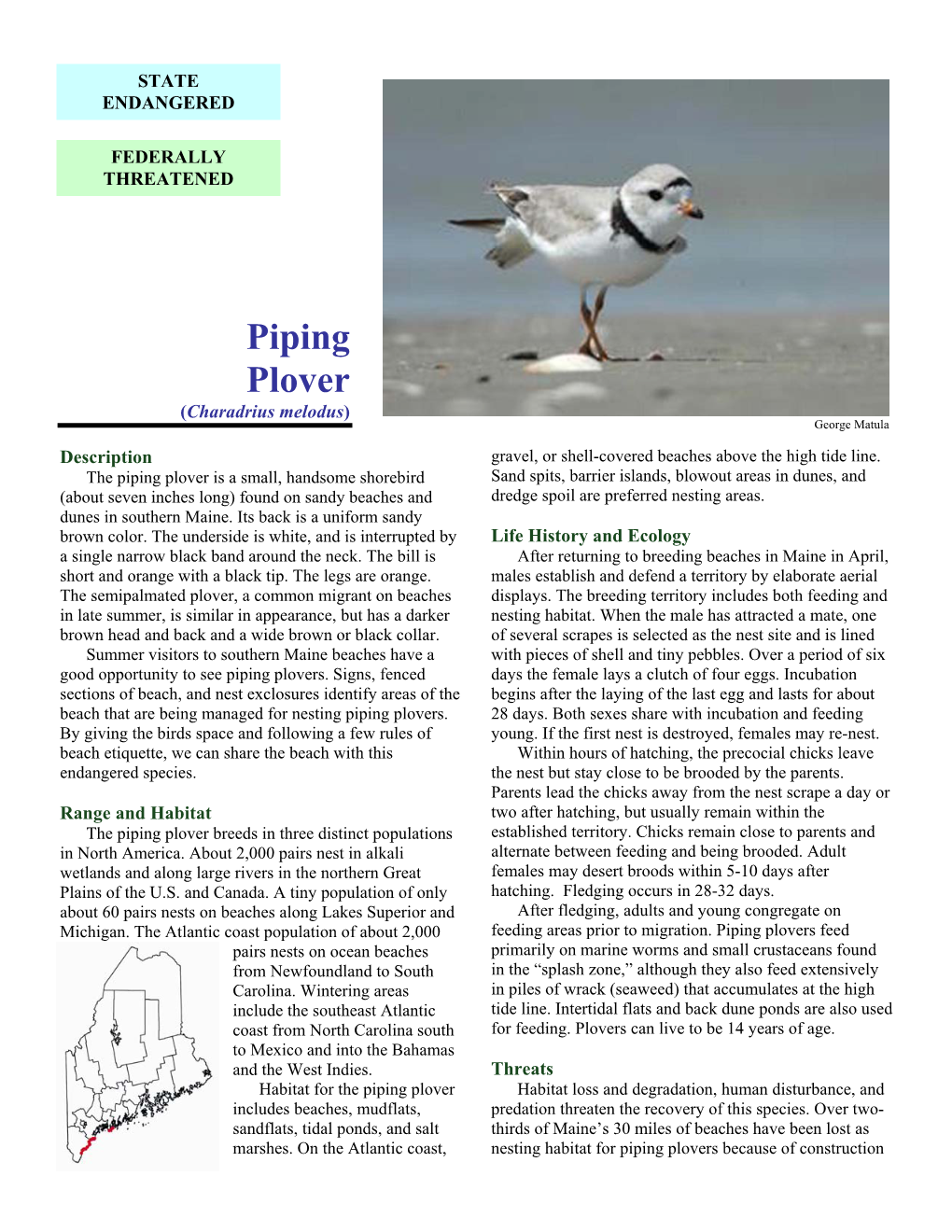 Piping Plover (Charadrius Melodus) George Matula Description Gravel, Or Shell-Covered Beaches Above the High Tide Line