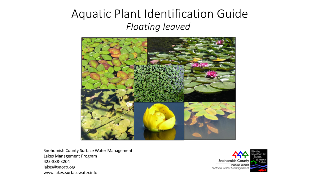 Aquatic Plant Identification Guide Floating Leaved