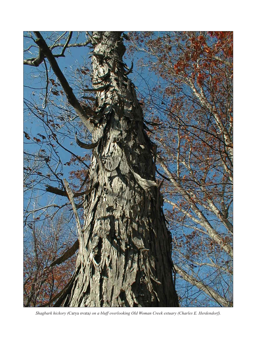 Ecology of Old Woman Creek, Ohio