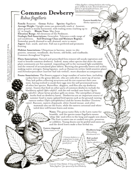 Common Dewberry (Rubus Flagellaris)