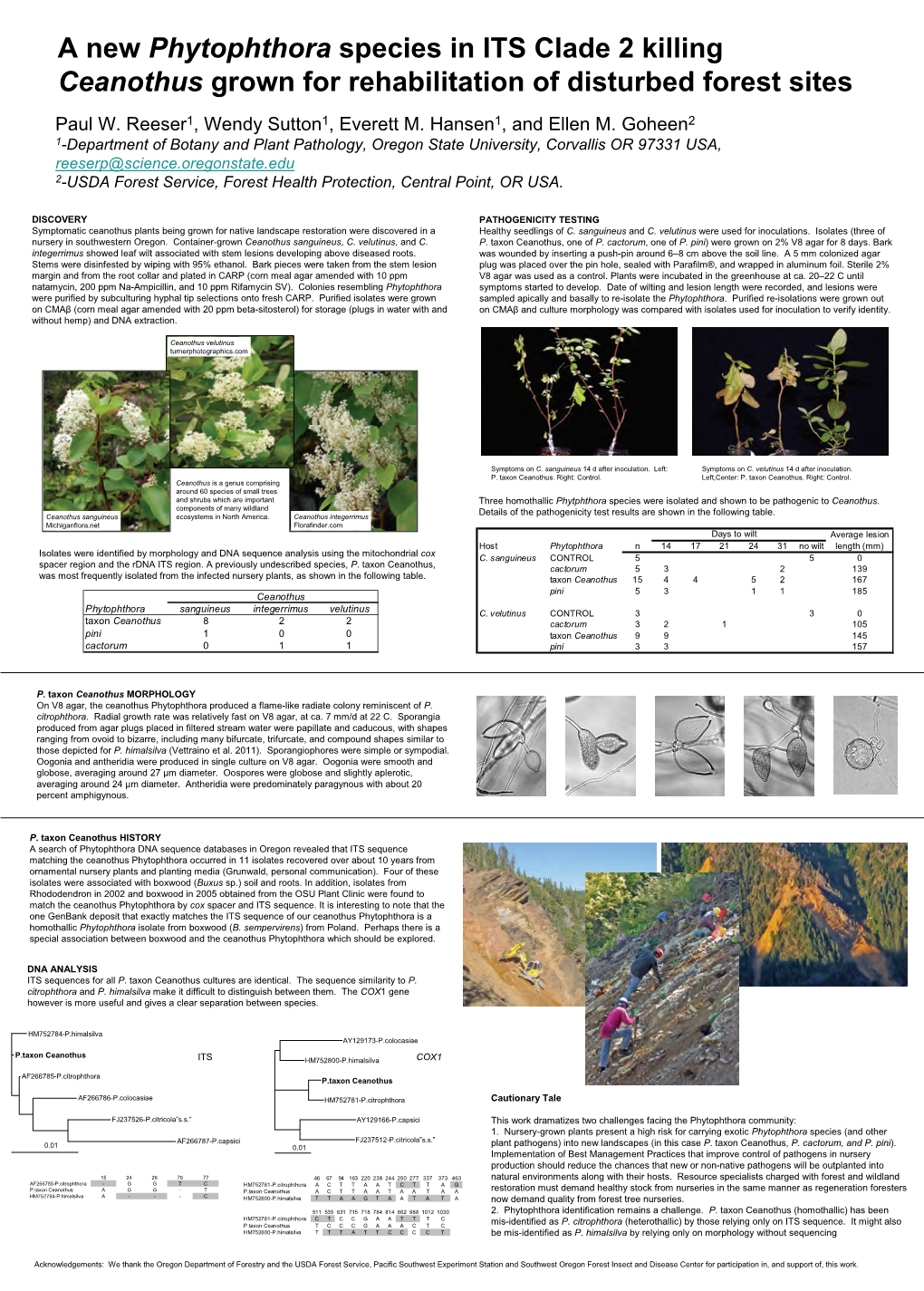 A New Phytophthora Species in ITS Clade 2 Killing Ceanothus Grown for Rehabilitation of Disturbed Forest Sites Paul W