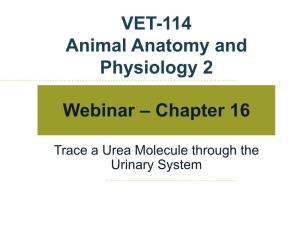 Trace a Urea Molecule Through the Urinary System the Urinary System Chapter 16 – Pages 374-386