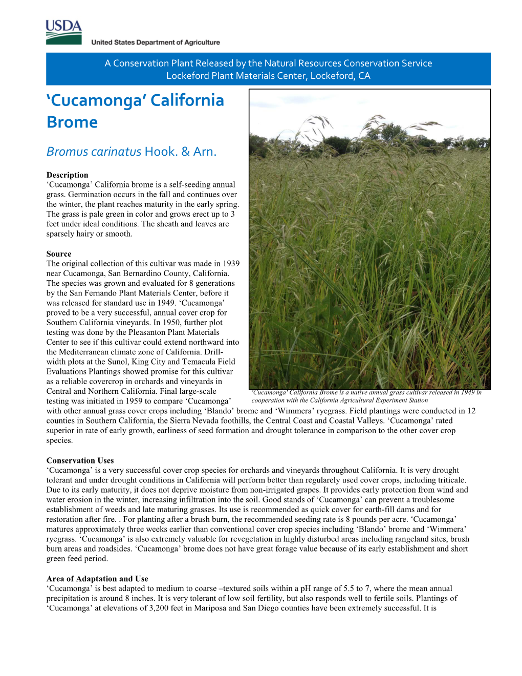 'Cucamonga' California Brome, (Bromus Carinatus), Conservation