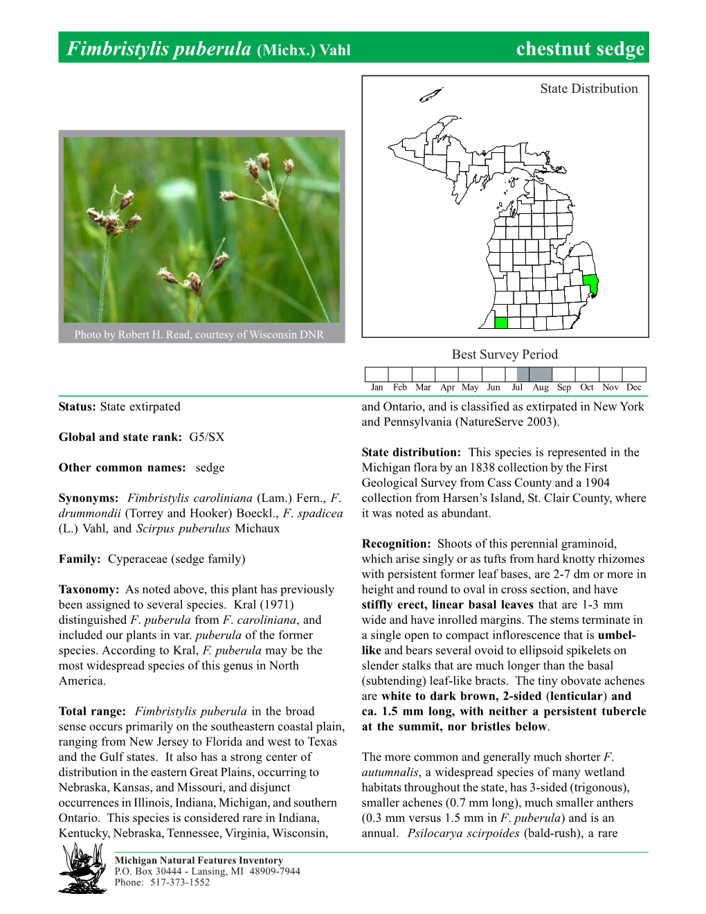 Fimbristylis Puberula (Michx.) Vahl Chestnutchestnut Sedge, Sedge Page 1