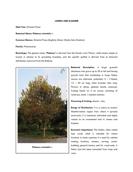 Platanus Orientalis L. JAMMU and KASHMIR State Tree