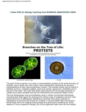 Branches on the Tree of Life: Protists