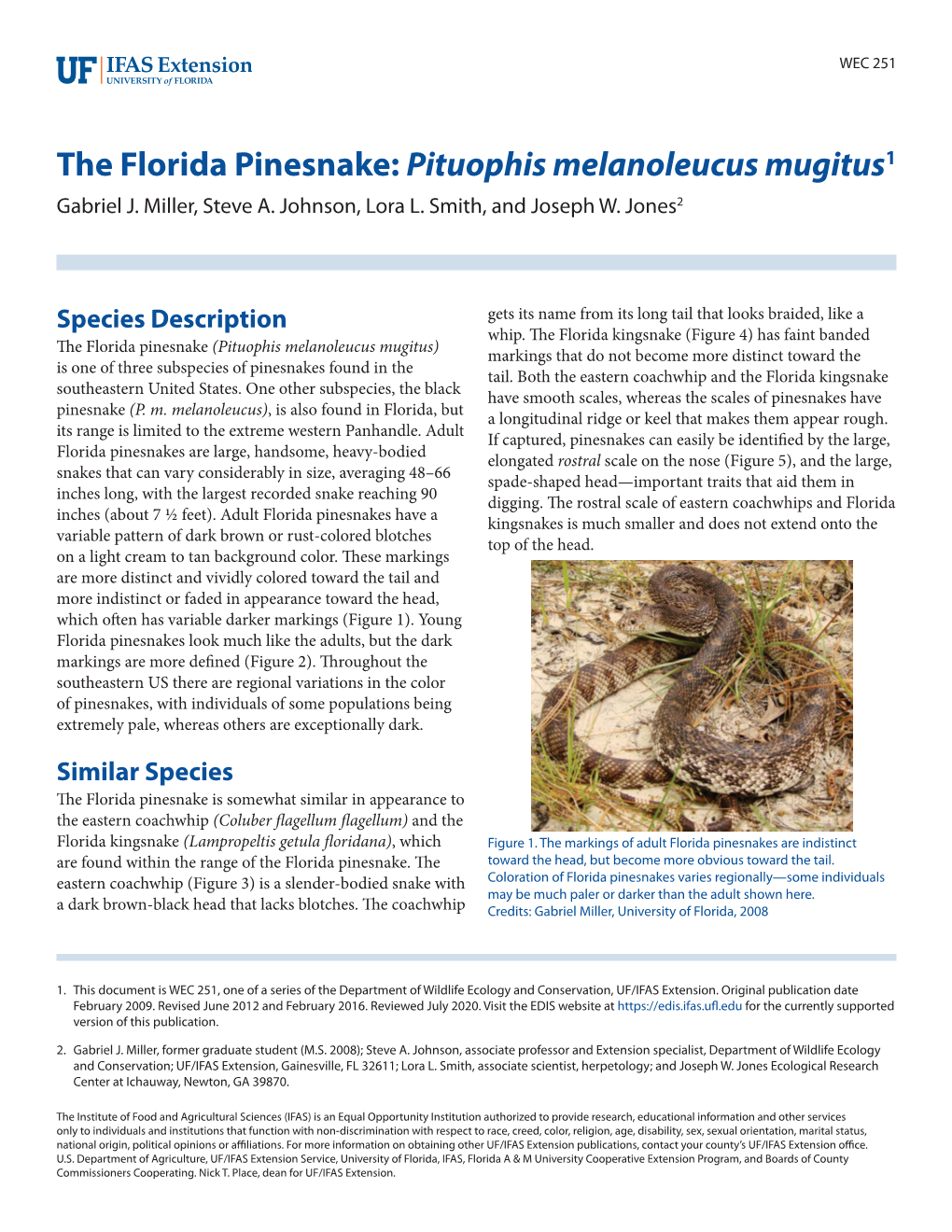 The Florida Pinesnake: Pituophis Melanoleucus Mugitus1 Gabriel J