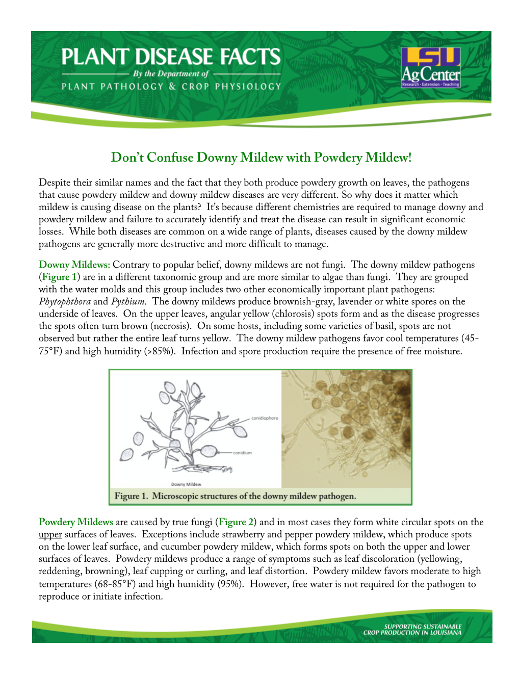 Don't Confuse Downy Mildew with Powdery Mildew PPCP-MISC-001