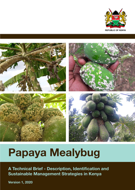 Papaya Mealybug